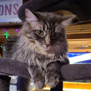 HI EVERYONE! I'm having a SSAALLEEEE